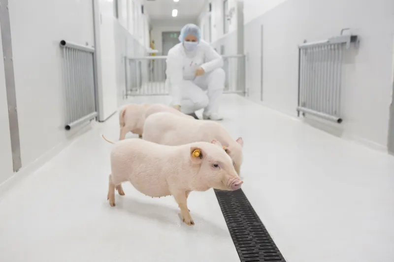 humanized pigs
