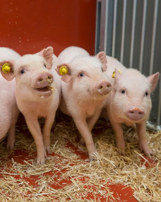 Göttingen Minipigs